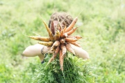 Frische Karotten vom Sockerhof. Bild: Sockerhof